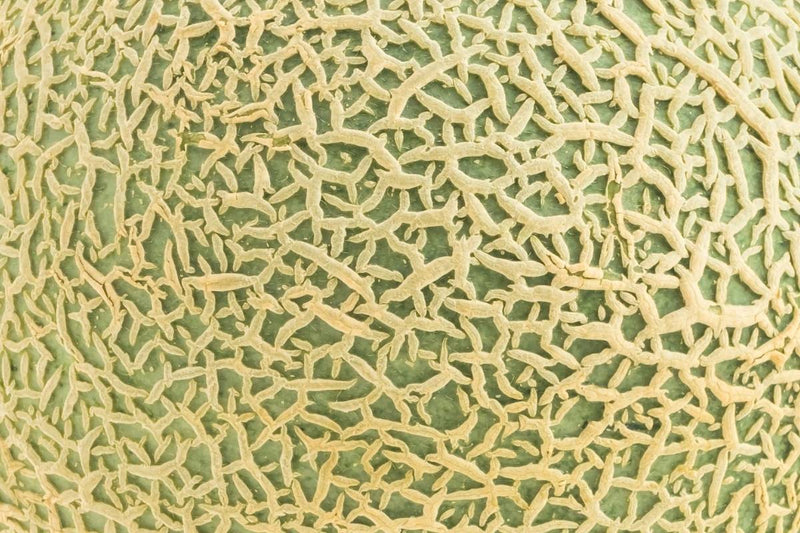 Stretch Marks
