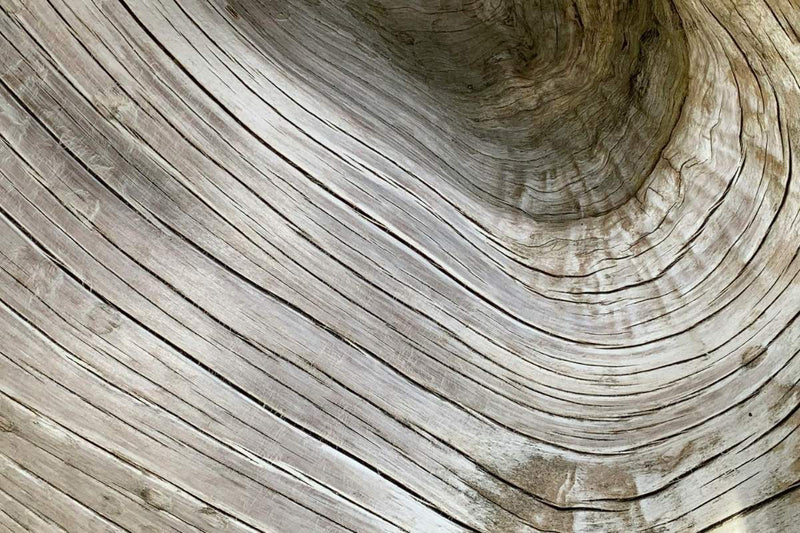 Venus rings